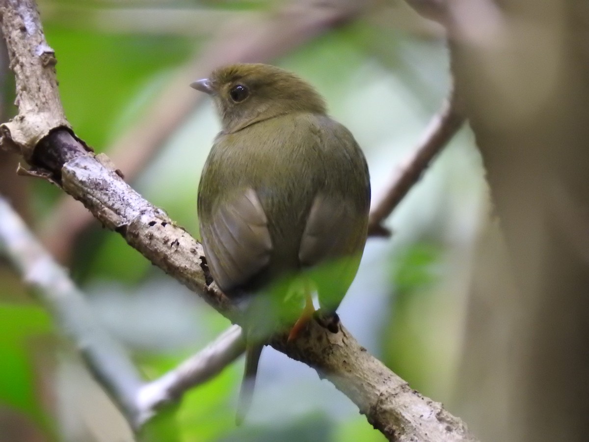 Long-tailed Manakin - ML566936541