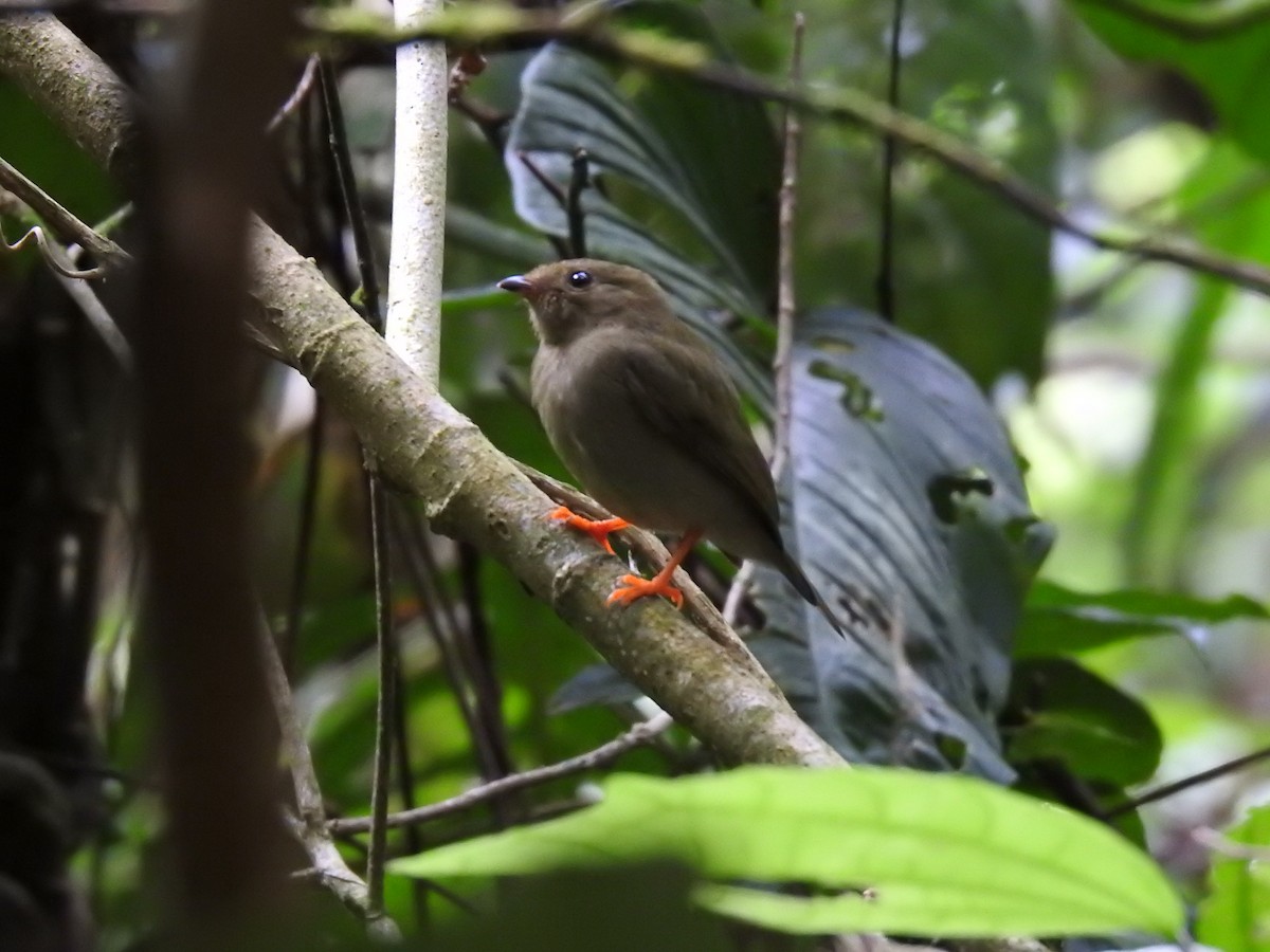 Long-tailed Manakin - ML566936571