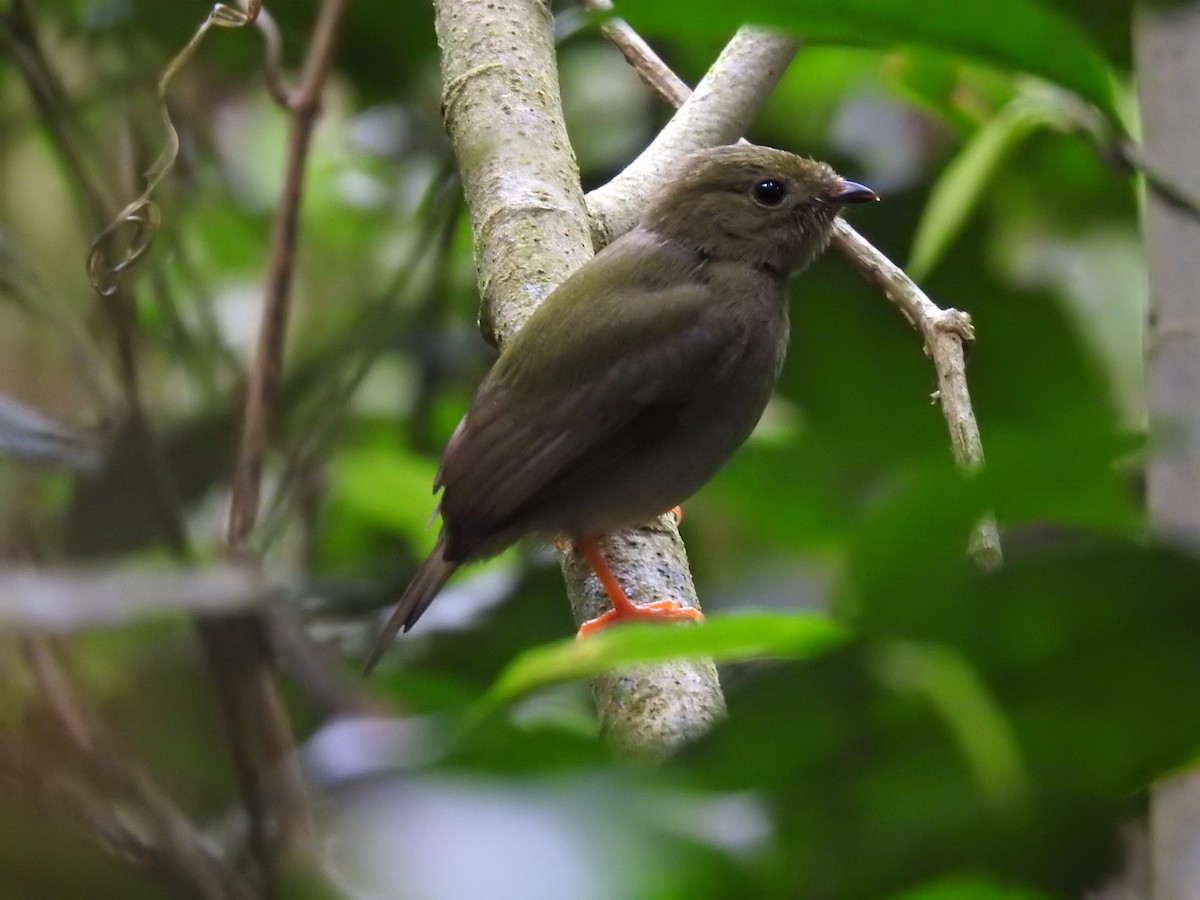 Long-tailed Manakin - ML566936591