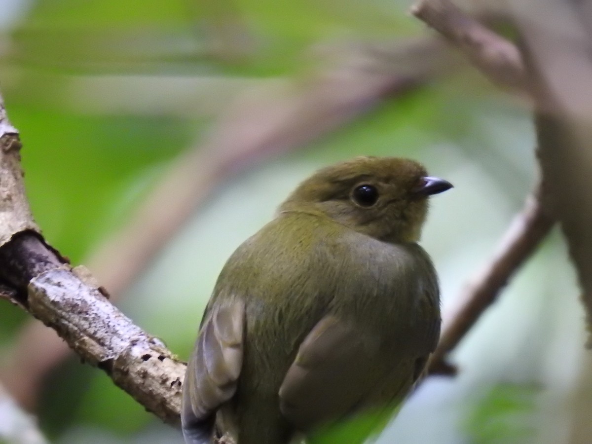 Long-tailed Manakin - ML566936601