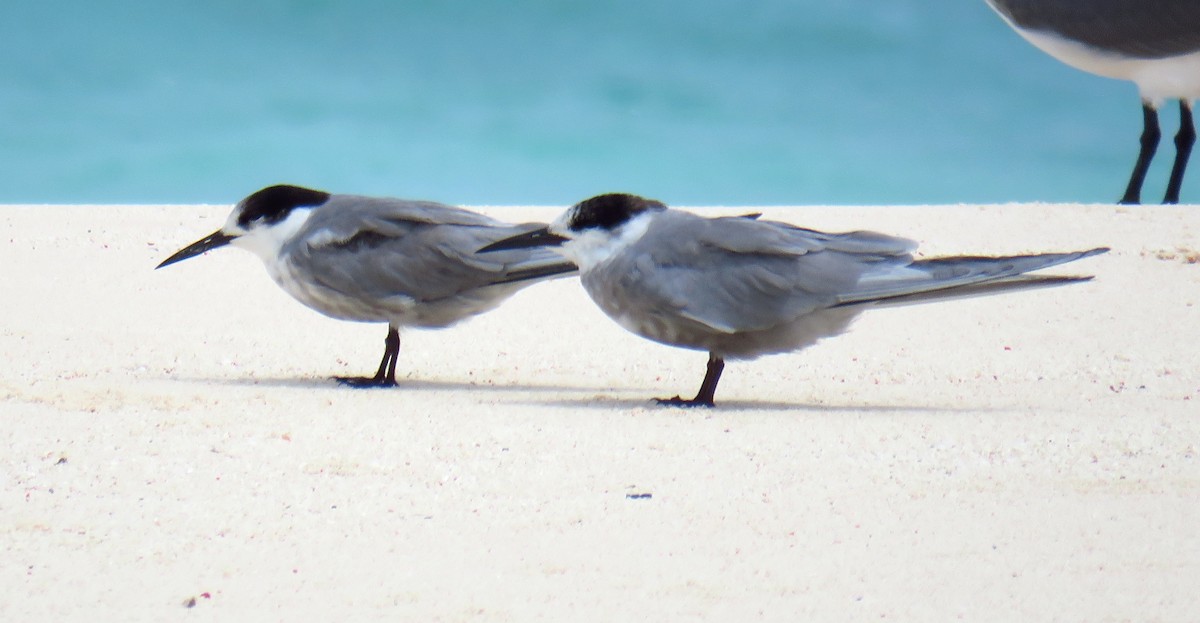 White-cheeked Tern - Miguel  Berkemeier