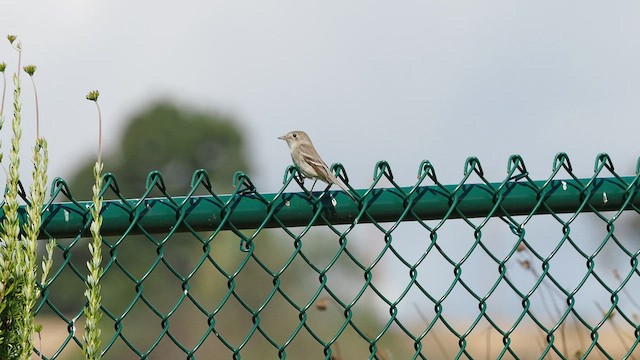 Gray Flycatcher - ML566937531