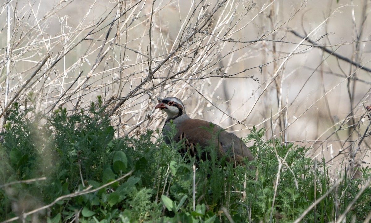 Chukar - Joshua Hogan