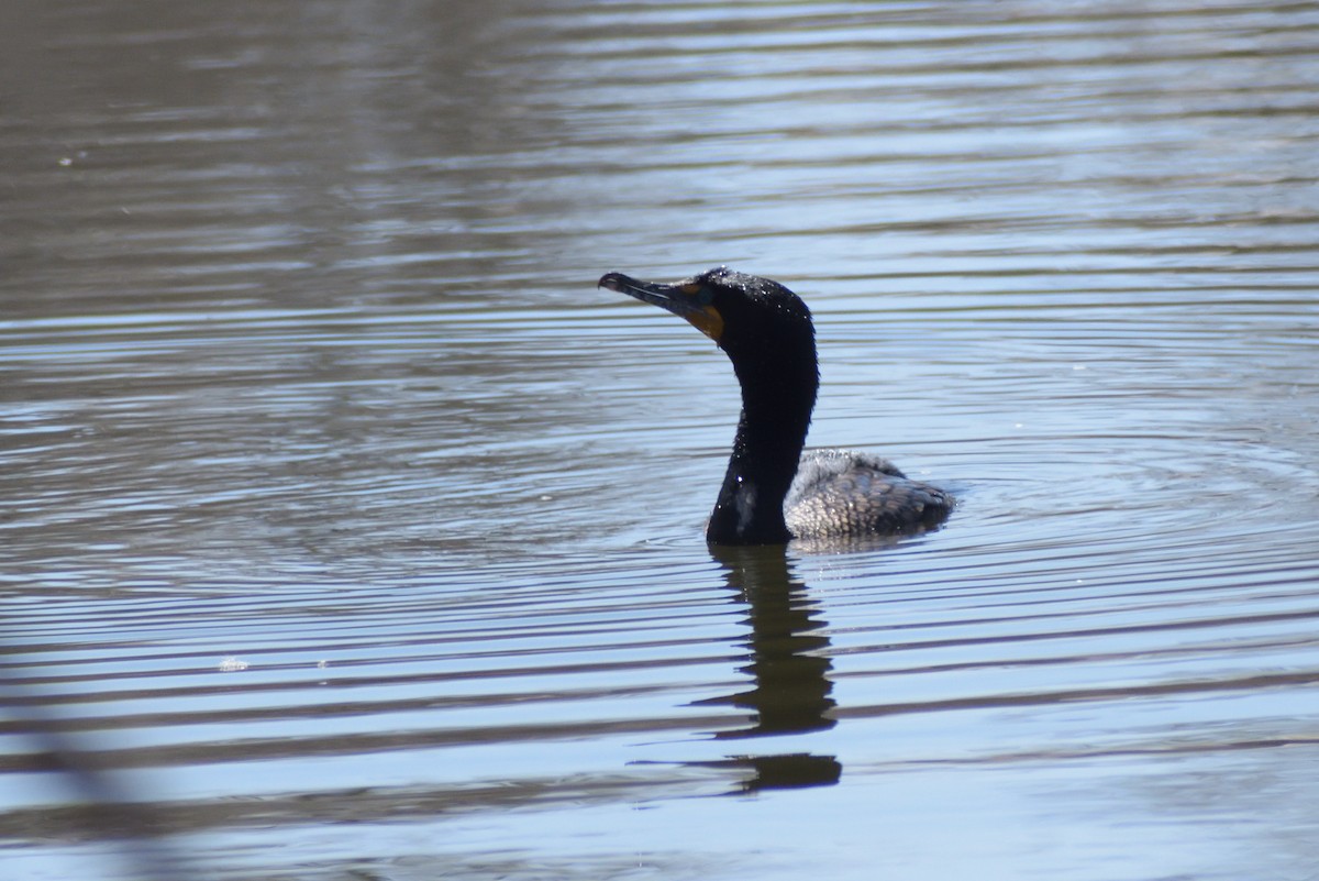 Double-crested Cormorant - ML566938521