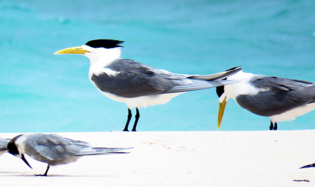 Great Crested Tern - Miguel  Berkemeier