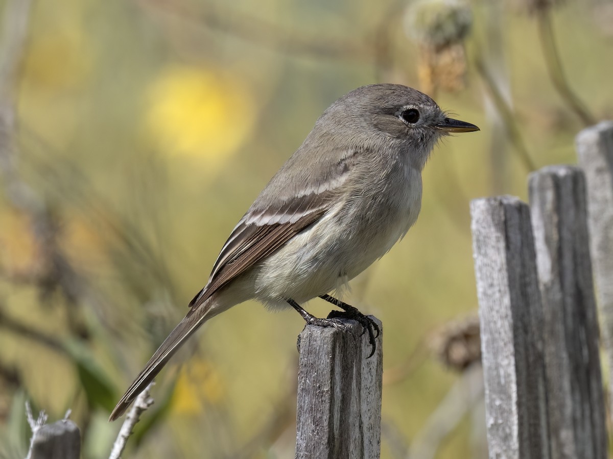 Gray Flycatcher - ML566939931