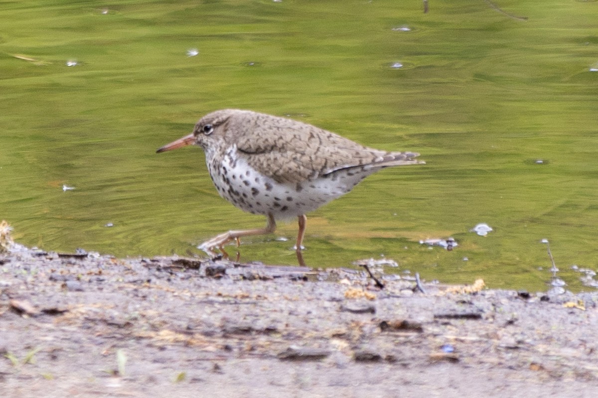 Spotted Sandpiper - ML566940601
