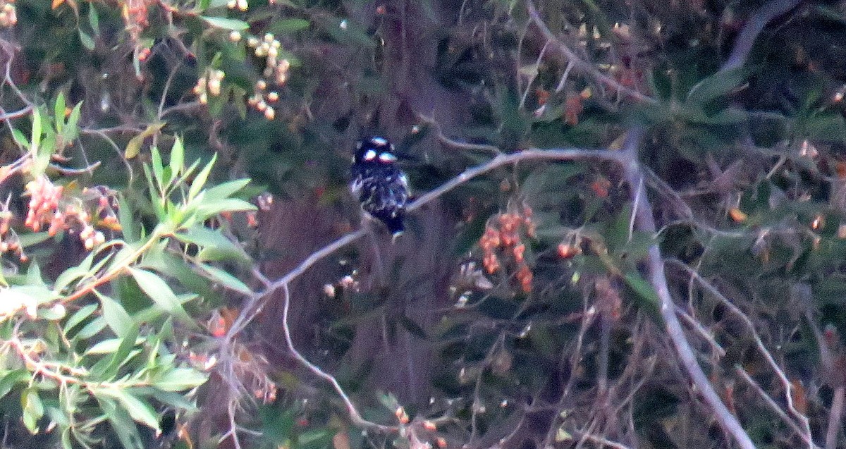 Pied Kingfisher - ML56694071