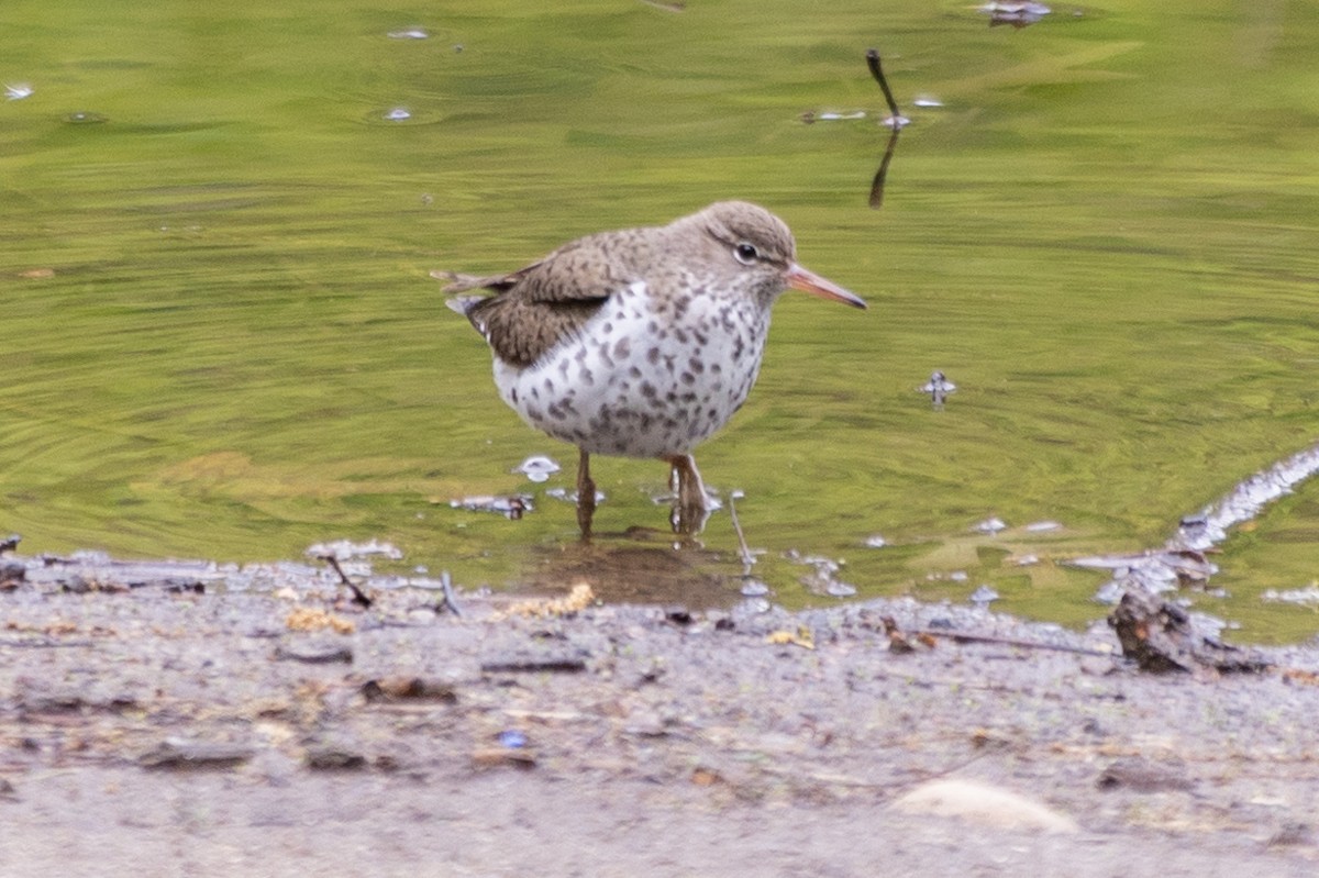 Spotted Sandpiper - ML566940771