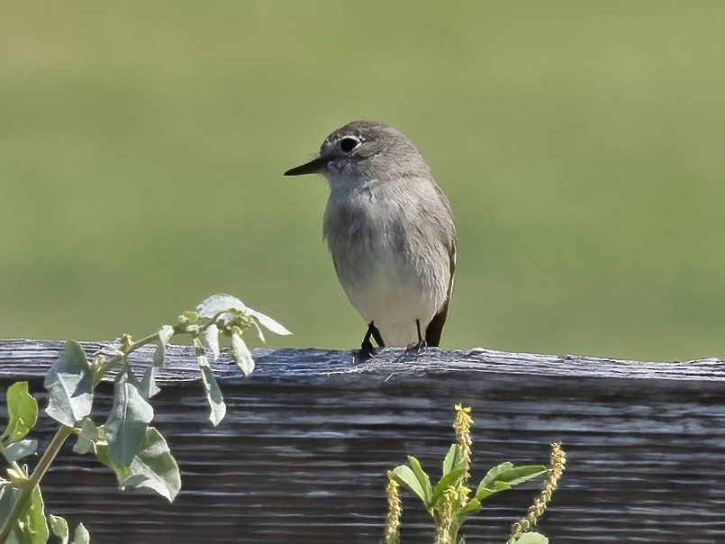 Gray Flycatcher - ML566940831