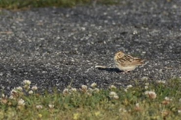Baird's Sparrow - ML566940981