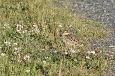 Baird's Sparrow - ML566940991