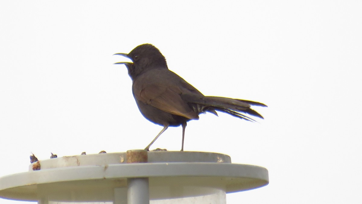 Black Scrub-Robin - ML56694251