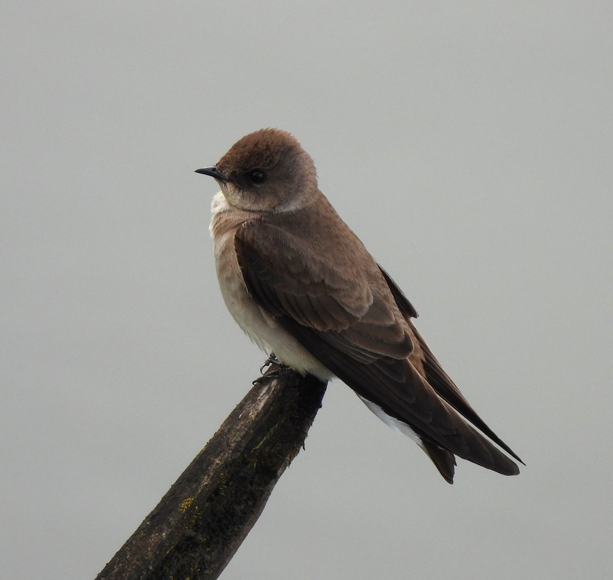 Northern Rough-winged Swallow - ML566943001