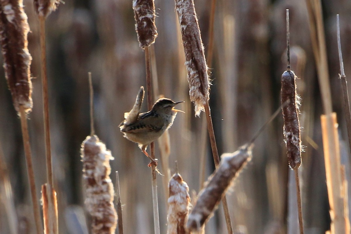 Marsh Wren - Janice Miller