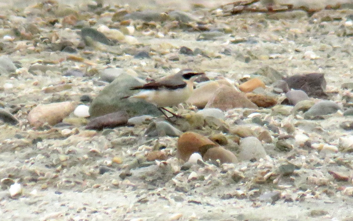 Northern Wheatear - Miguel  Berkemeier