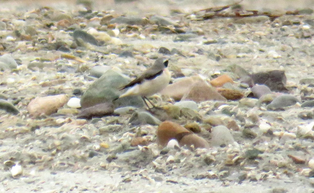 Northern Wheatear - Miguel  Berkemeier