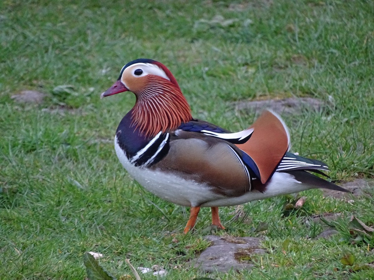 Mandarin Duck - ML566945121