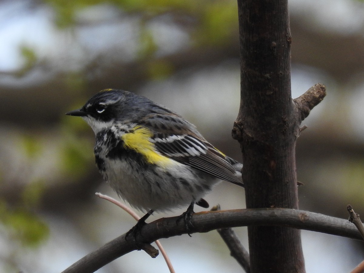 Yellow-rumped Warbler - ML566945401