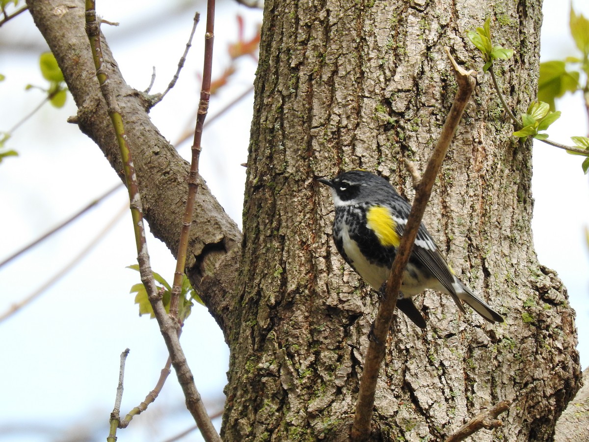 Yellow-rumped Warbler - ML566945431