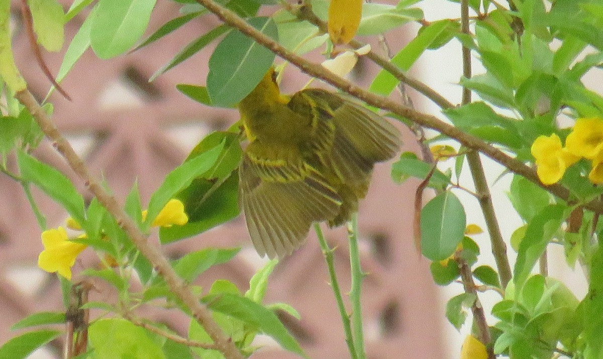 Rüppell's Weaver - ML56694571