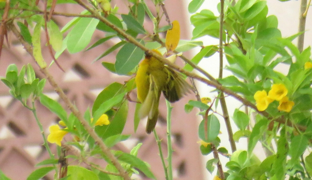 Rüppell's Weaver - ML56694581