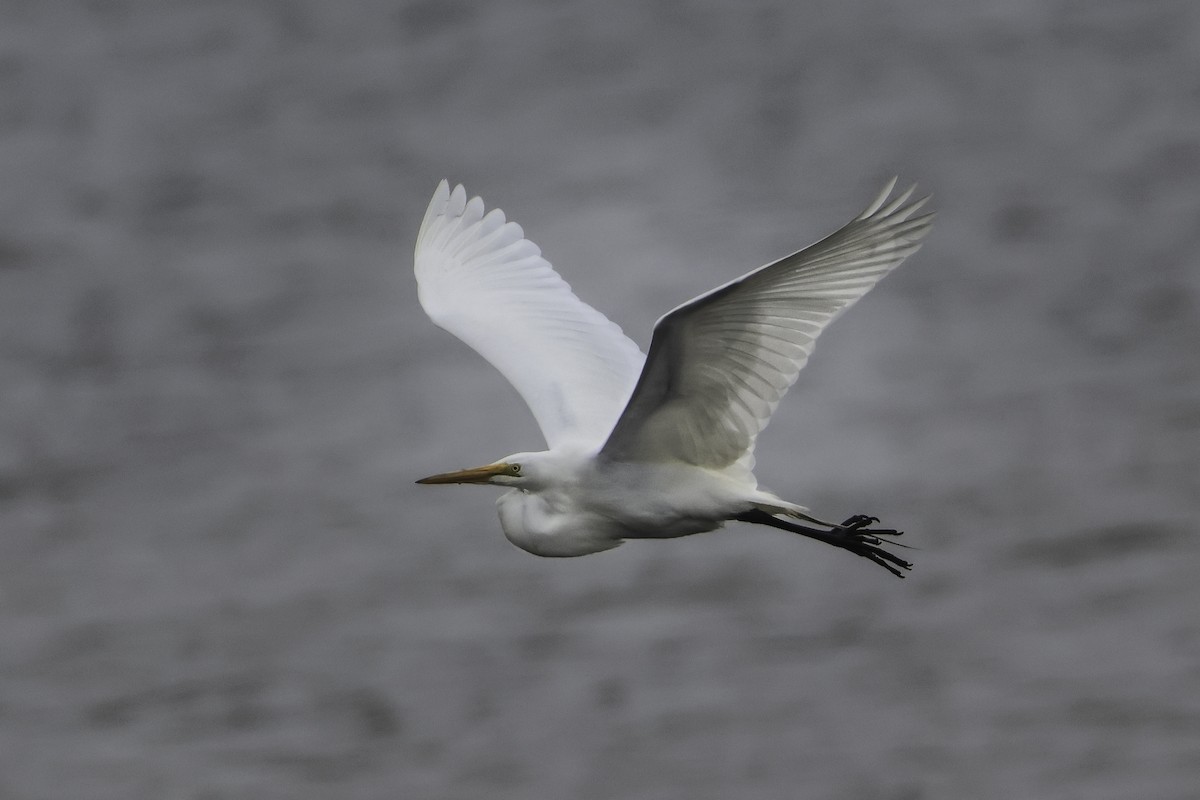 Great Egret - Steve Vines