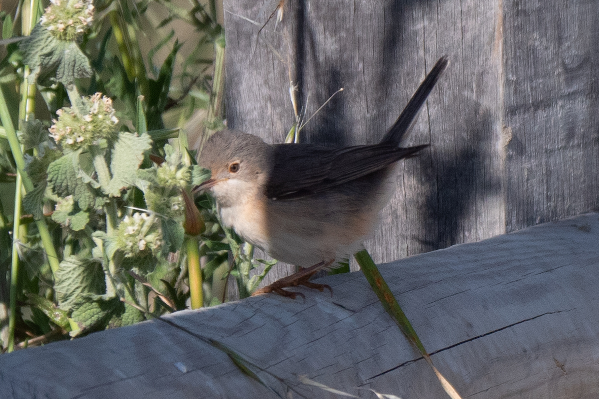 Western Subalpine Warbler - Victor Hoyeau