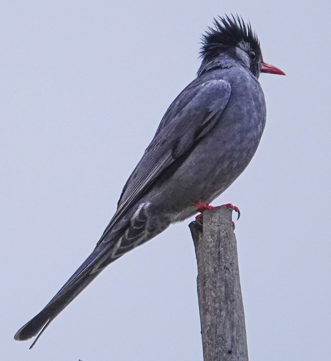 Black Bulbul - Janet Loveland