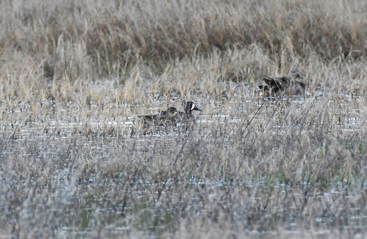 Blue-winged Teal - ML566948161