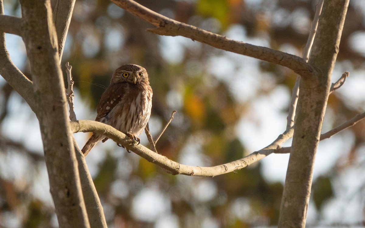 Ferruginous Pygmy-Owl - ML566948181