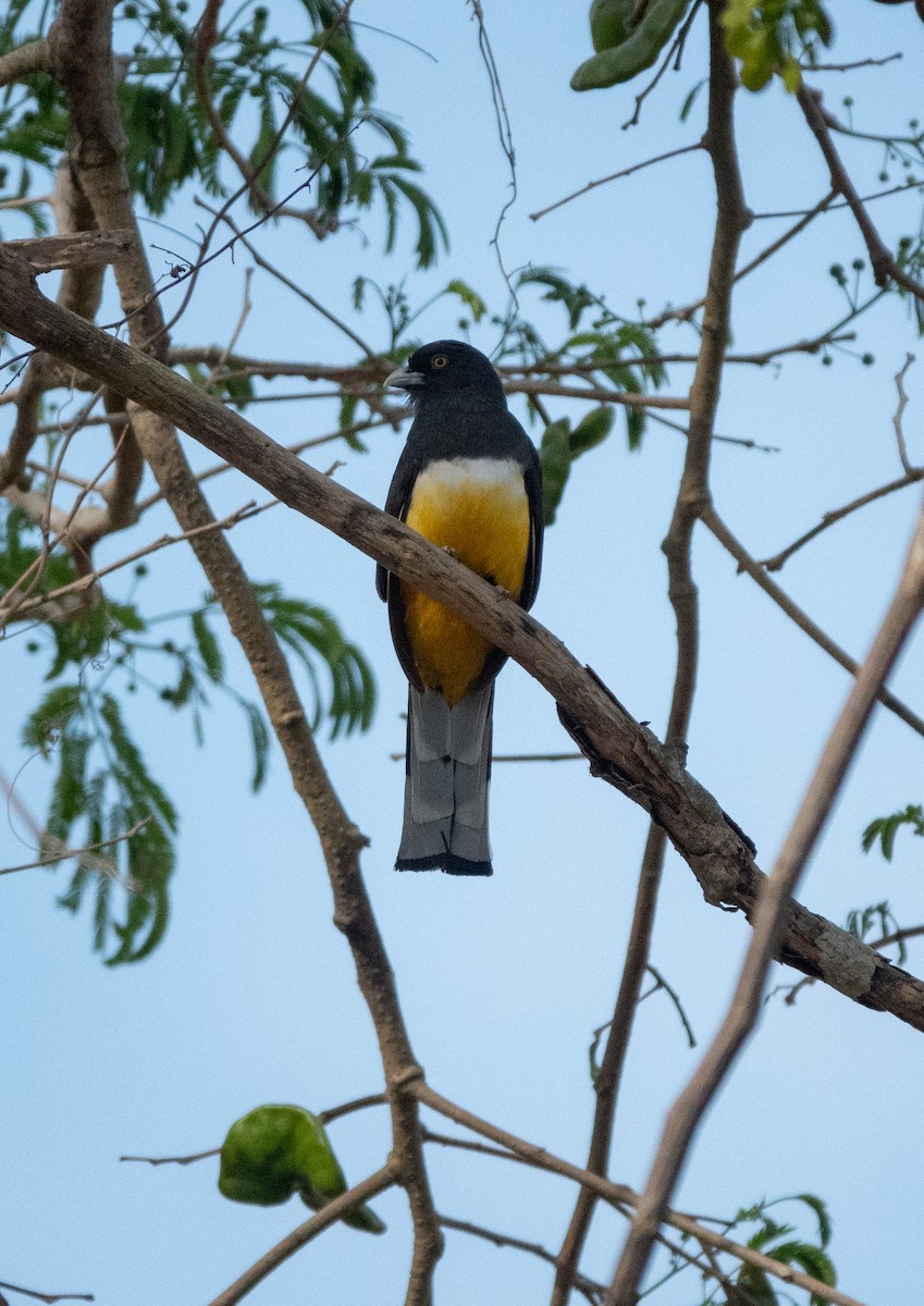Citreoline Trogon - ML566948291