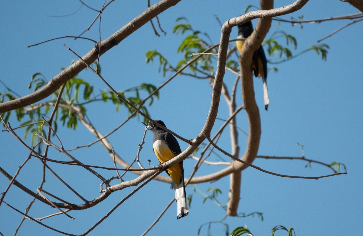 Citreoline Trogon - ML566948301