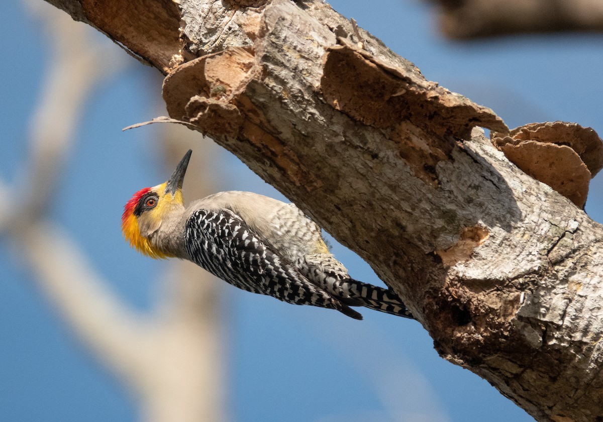 Golden-cheeked Woodpecker - ML566948451
