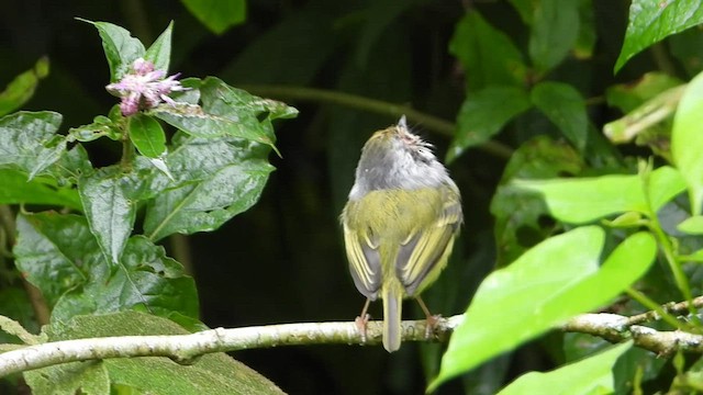 ミミグロコビトタイランチョウ - ML566948801