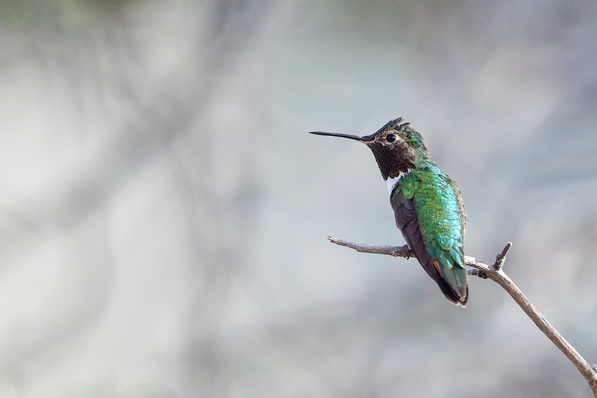 Colibri à queue large - ML566949351