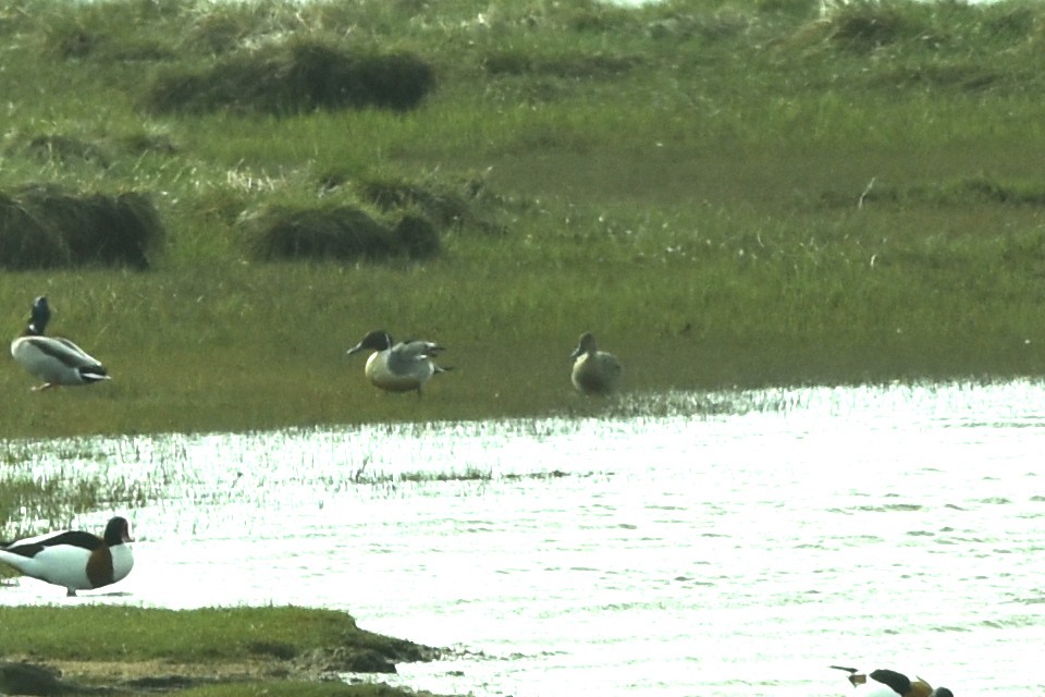 Northern Pintail - ML566949791