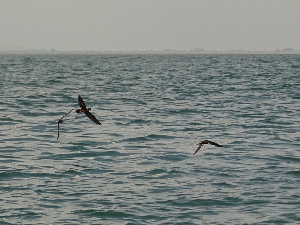 Least Storm-Petrel - ML56695011