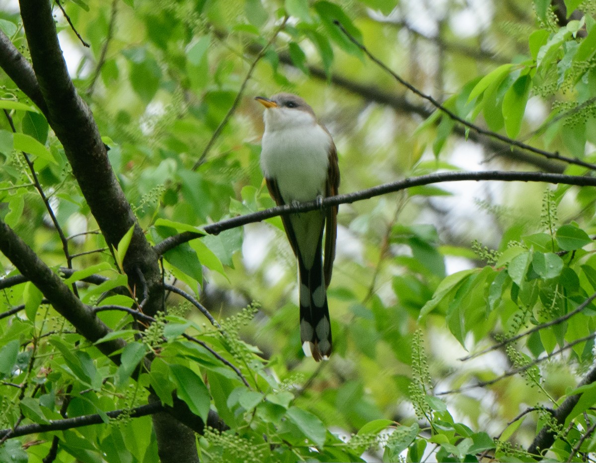 Yellow-billed Cuckoo - ML566950471