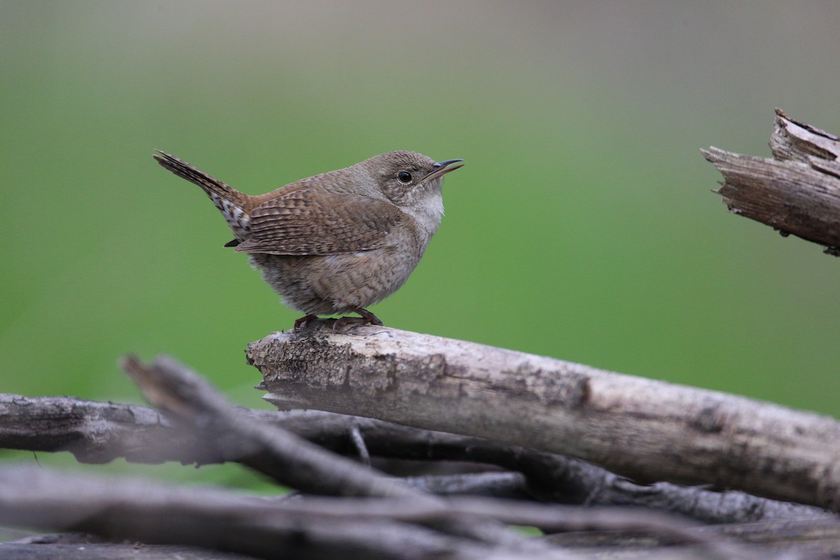 Northern House Wren - ML56695131