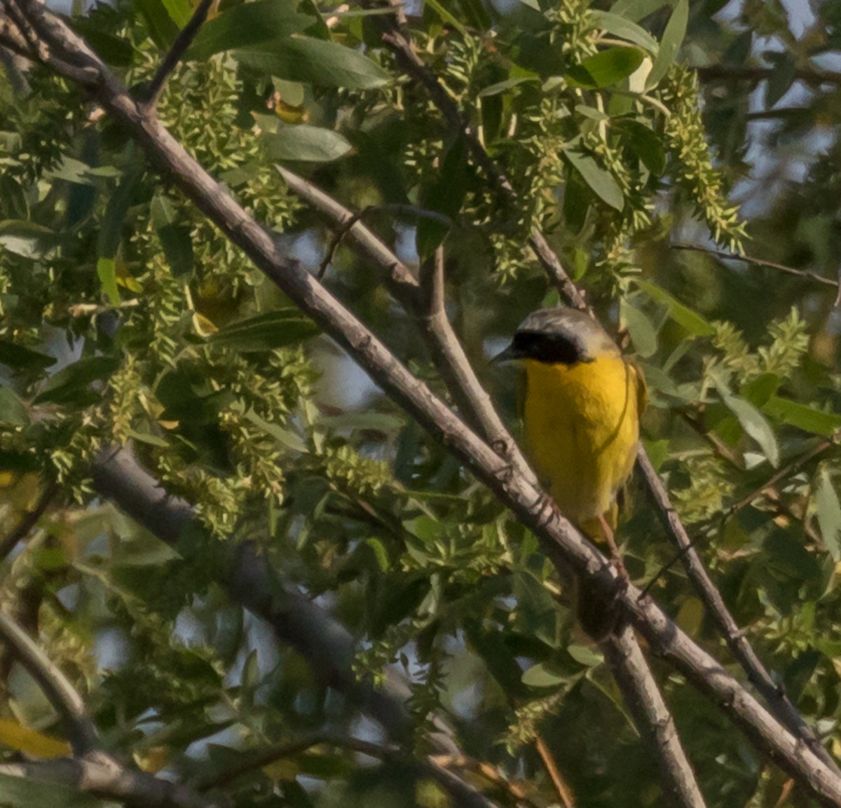 Common Yellowthroat - Maury Swoveland