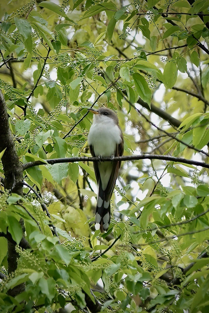 Yellow-billed Cuckoo - ML566953901