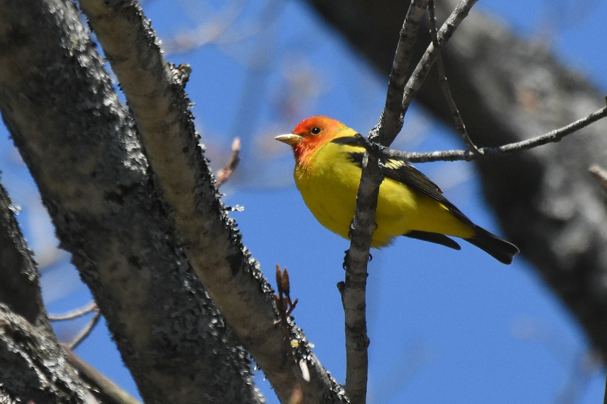 Western Tanager - ML56695551