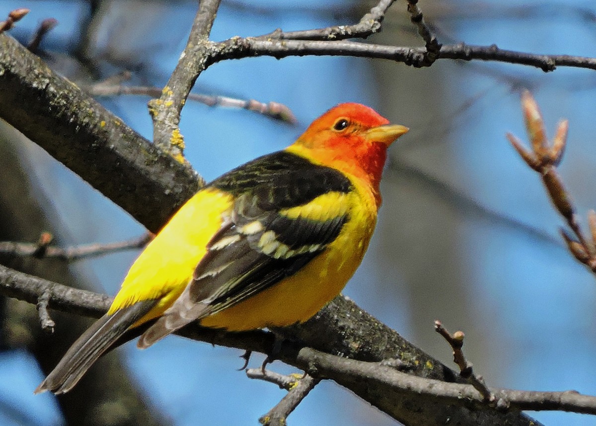 Western Tanager - ML56695561