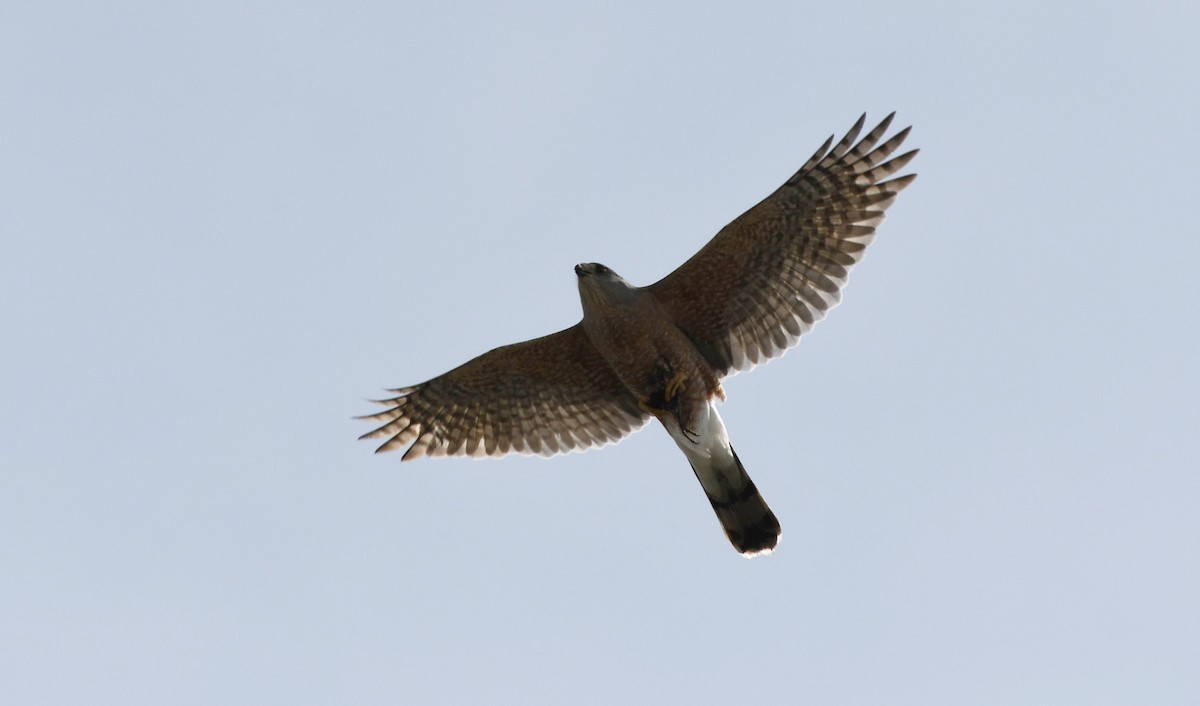 Cooper's Hawk - ML566955821