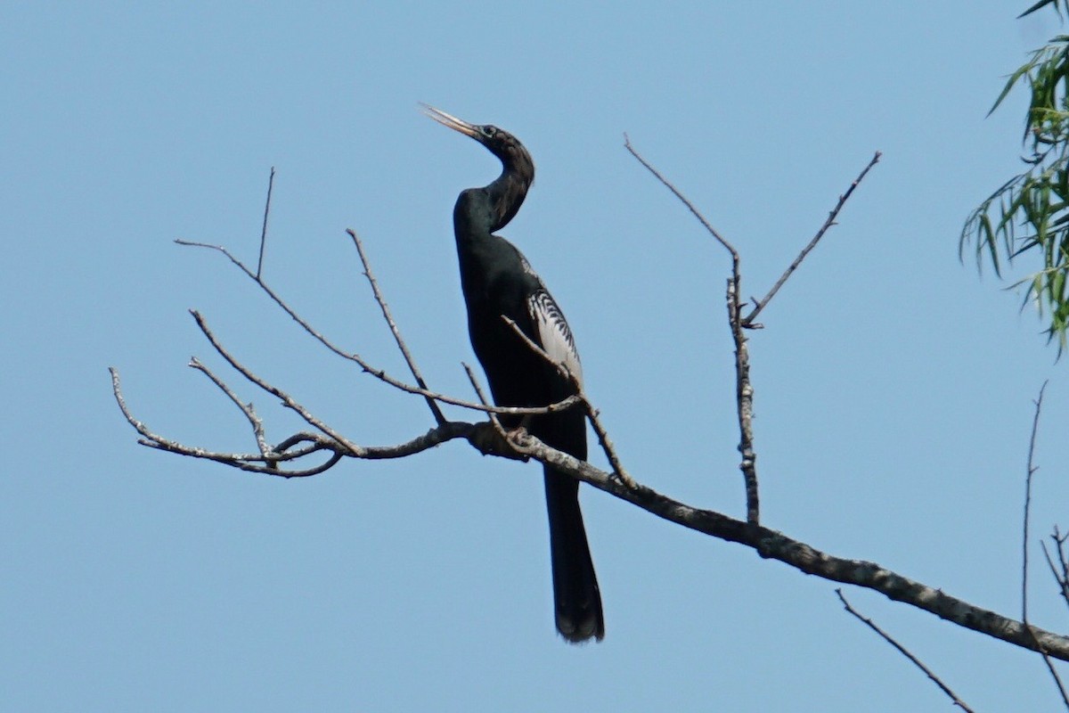 Anhinga - ML56695641