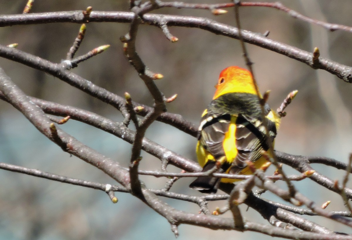 Western Tanager - ML56695661