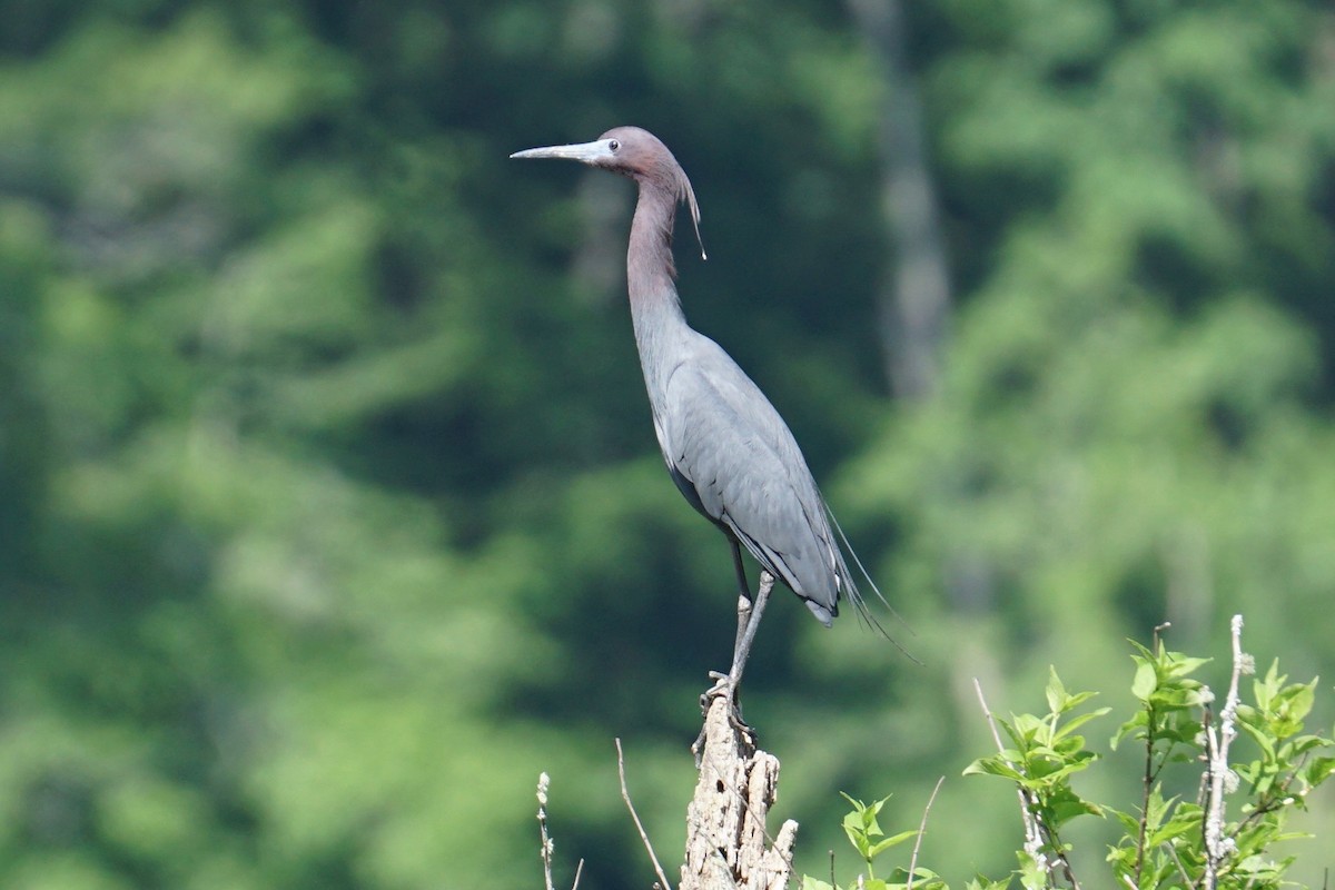 Little Blue Heron - ML56695681