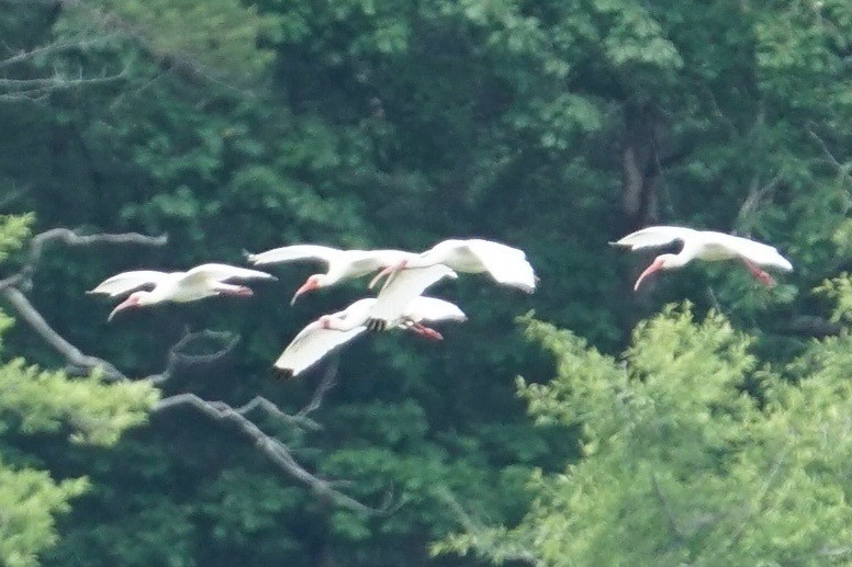 White Ibis - ML56695791