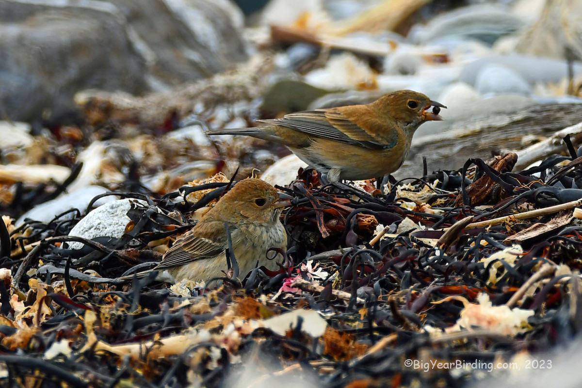 Indigo Bunting - ML566958851